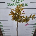 Sakura ozdobná (Prunus serrulata) ´KANZAN´ - výška 80-100 cm, kont. C4L - NA KMIENKU